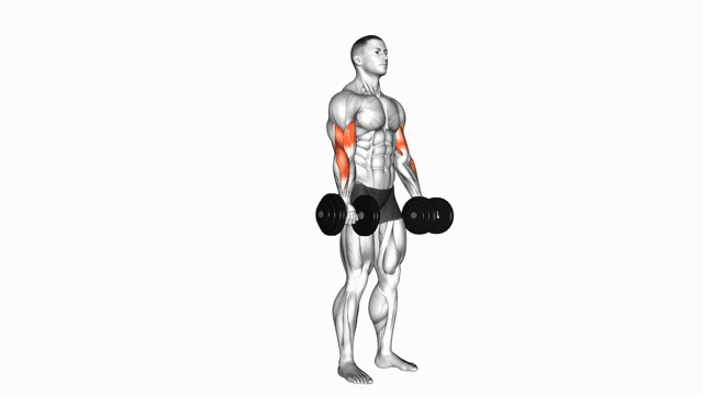 Dumbell Curls