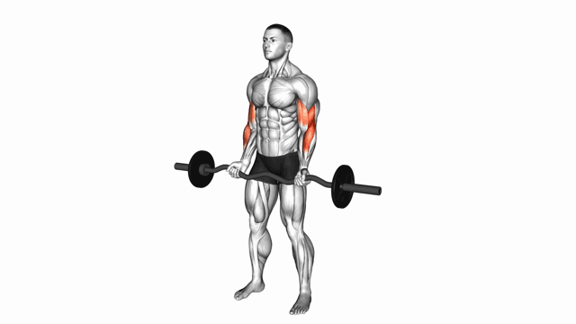 EZ Barbell Curl