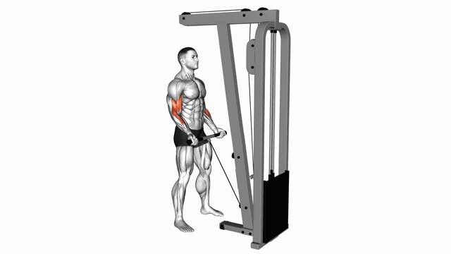 Biceps curl cable
