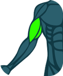 Bíceps