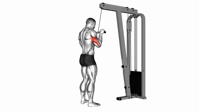 Triceps pulley with w-bar