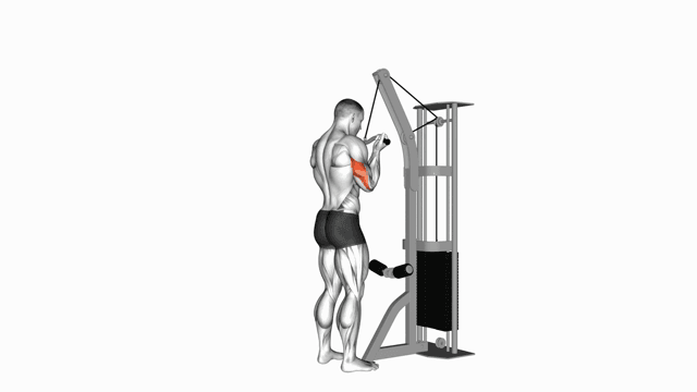 Inverted triceps on pulley