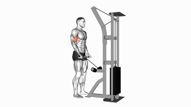 Cable Biceps Curl (EZ-bar)