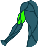 Tríceps