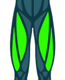 Quadríceps
