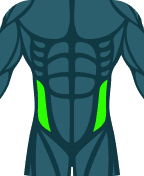 Obliques