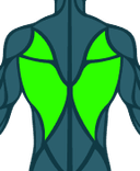 Espalda