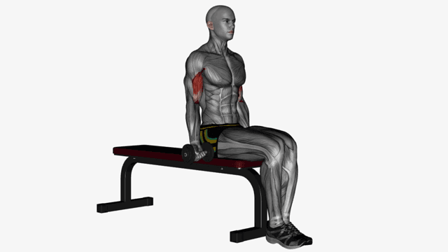 Alternating biceps curl seated dumbbells