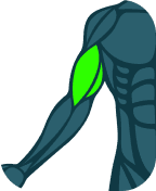 Biceps