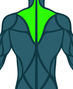 Trapezius
