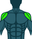 Shoulders
