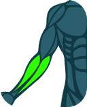 Antebrazos