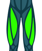 Quadriceps